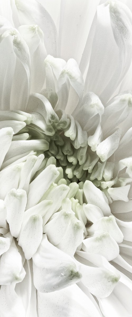 Aster Pulse by Inna Etuvgi