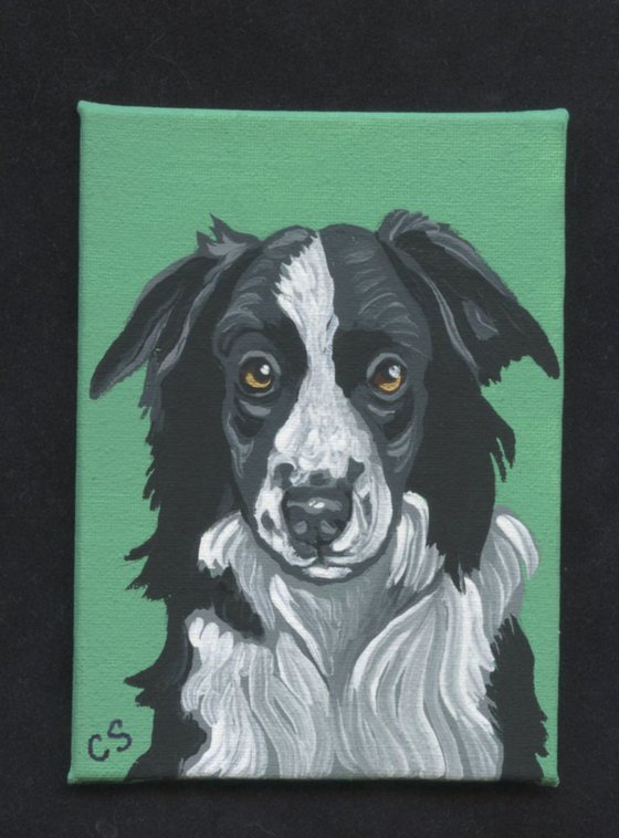 ACEO ATC Original Painting Black White Border Collie Pet Dog Art-Carla Smale