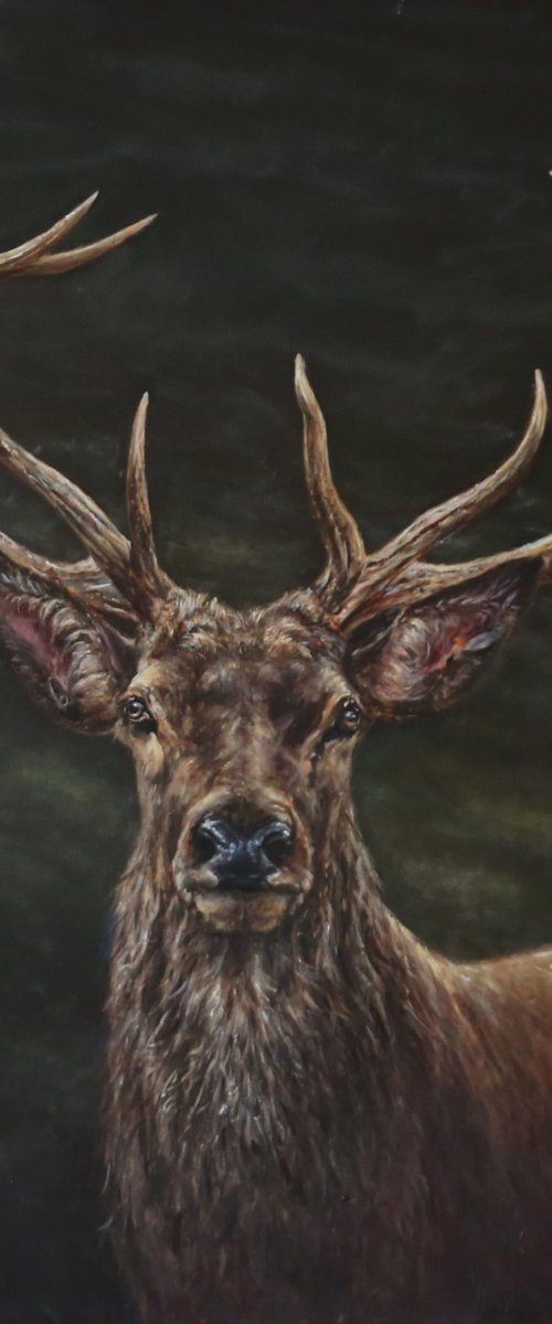 Red Deer Stag, Elk by Una Hurst