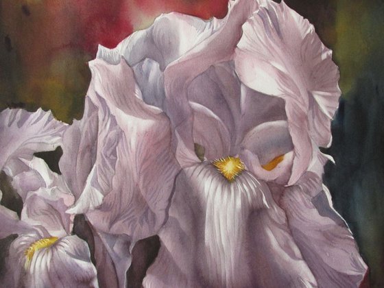 irises in mauve