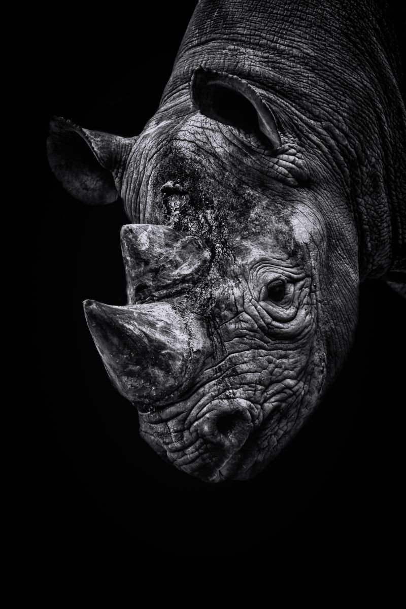 Photorealistic Photograph , Rhino Looking Down By Paul Nash, 16 X 24, Artwork For Sale On Artfinder