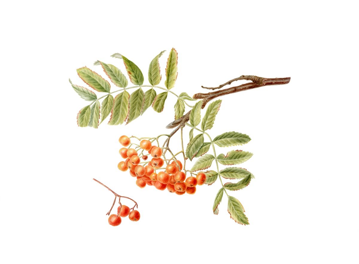 Photorealistic Botanical Watercolour By Maryna Vozniuk, 15 X 11", Rowan Berries, Original Artwork