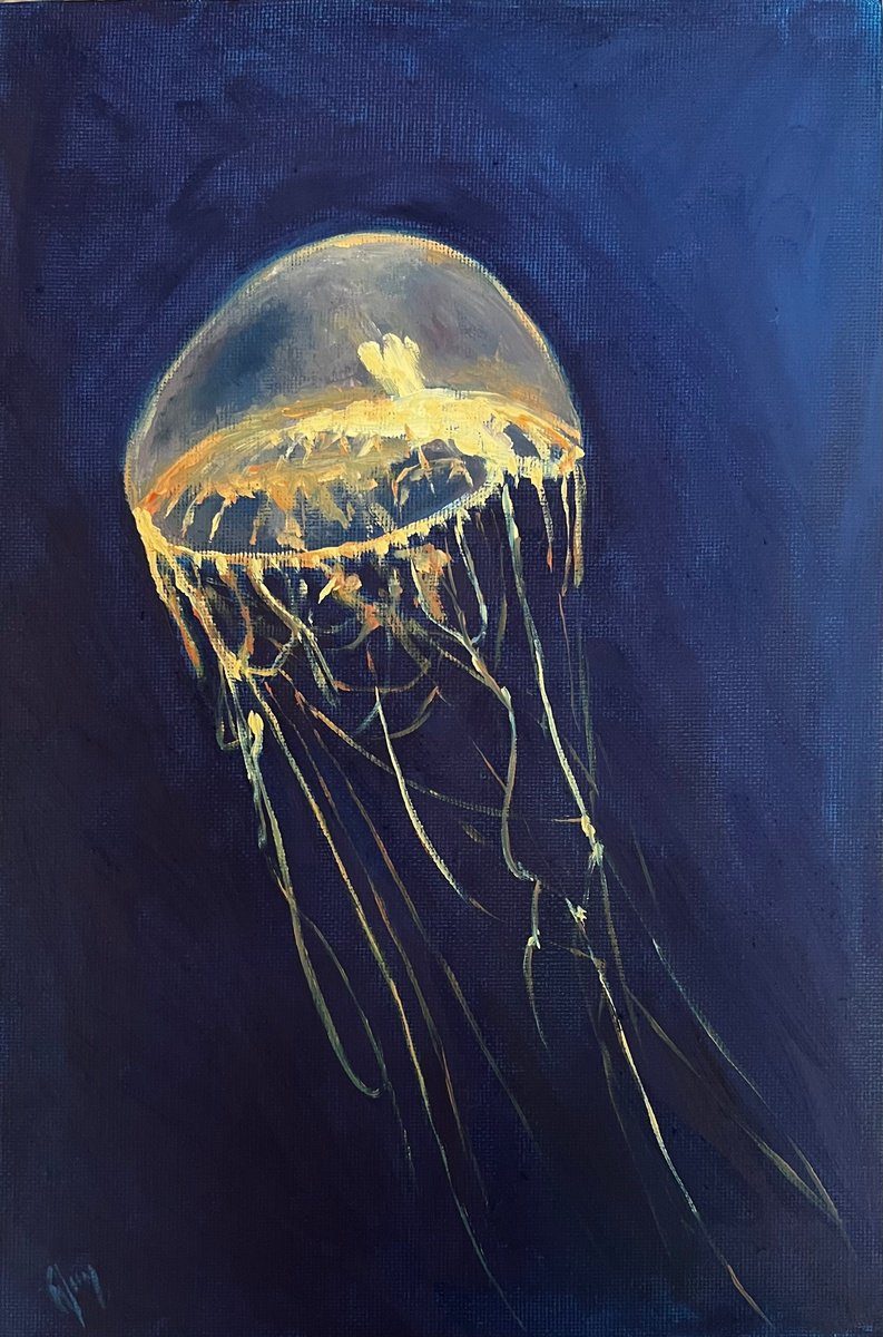 Jellyfish by Cedric Visser