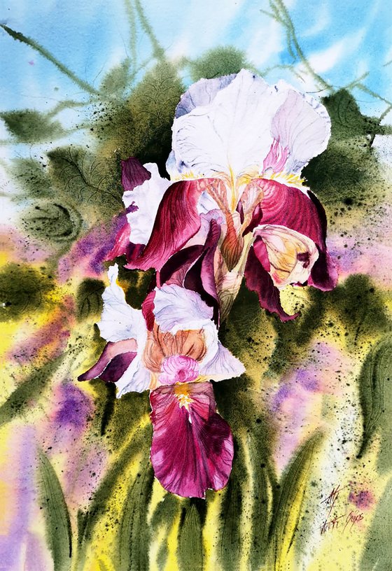 Home Garden Iris