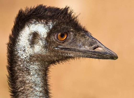 Birds - The day I met an Emu, Queensland, Australia