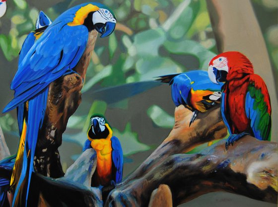 Parrots