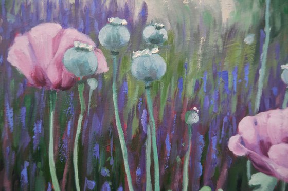 Pink poppies