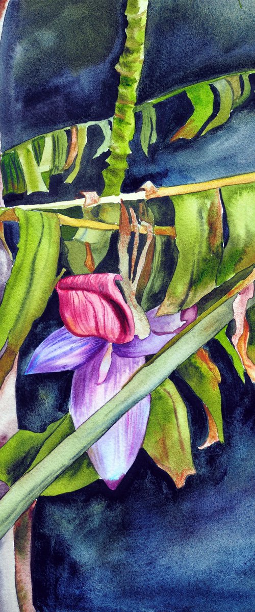 Green banana by Delnara El