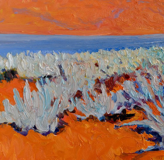 Blue Agaves. Sunny Day