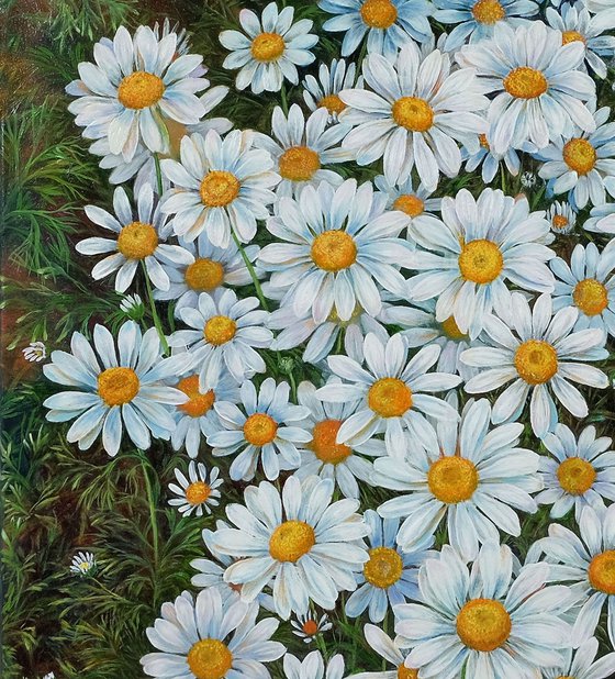 Daisies.