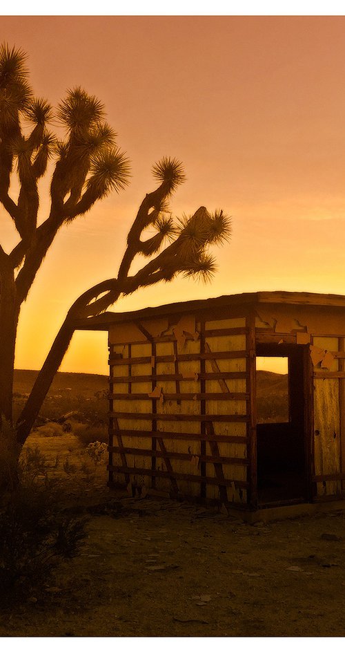 Golden Joshua Tree by John Celeste