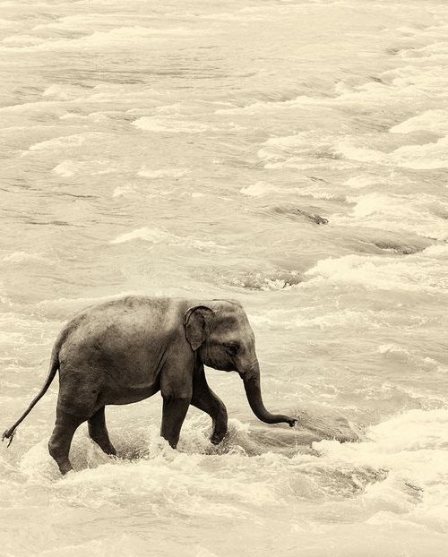 RIVER ELEPHANTS 5. by Andrew Lever