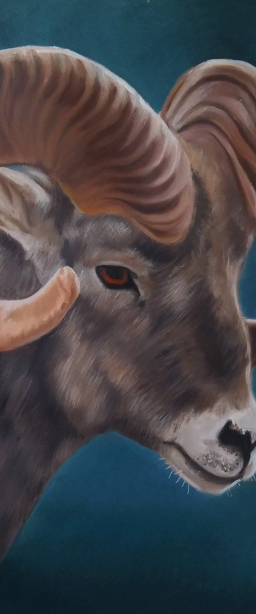 Horn sheep by Simona Tsvetkova