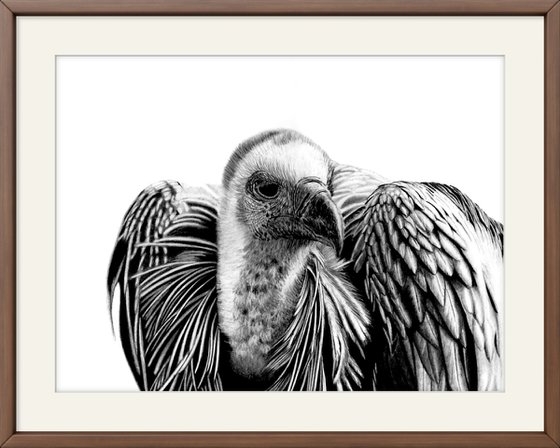 Cape Vulture