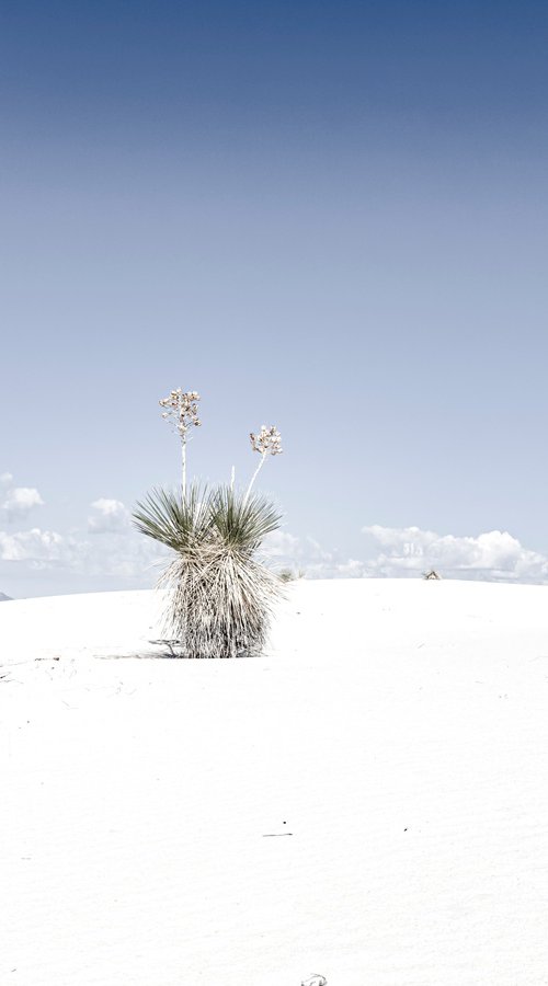 Lonely Yucca by John Celeste