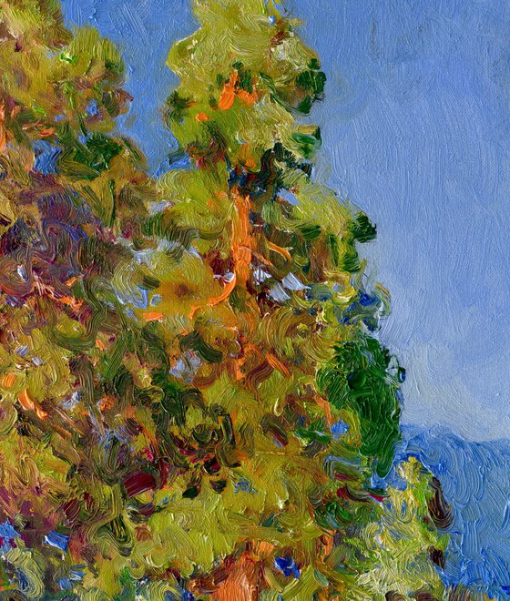 Sequoia Forest, Sunny Day
