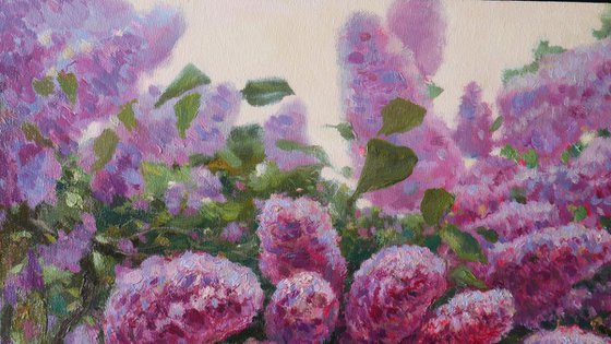 The Sunny Lilac Bush