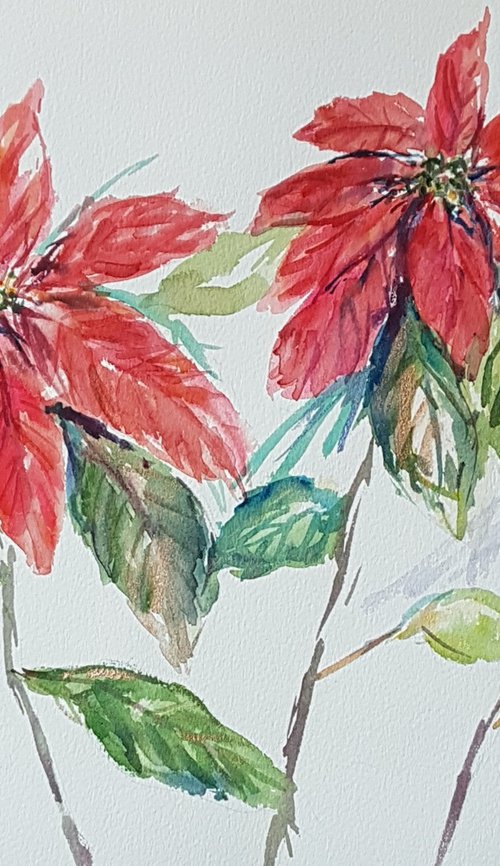 Red poinsettia by Silvia Flores Vitiello