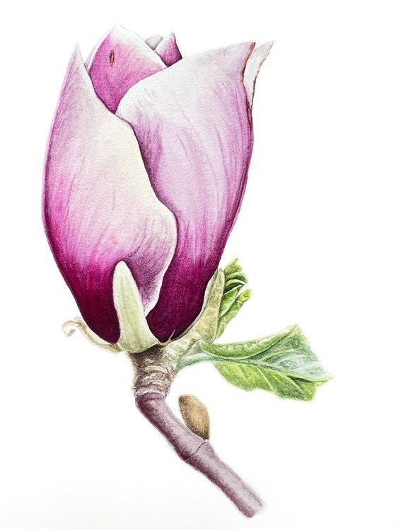 Tender pink magnolia