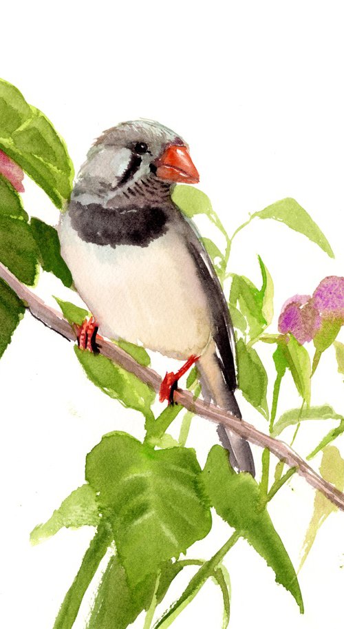 Zebra Finch by Suren Nersisyan