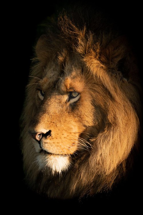 He-Lion by Nick Dale