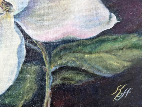 Magnolia flower