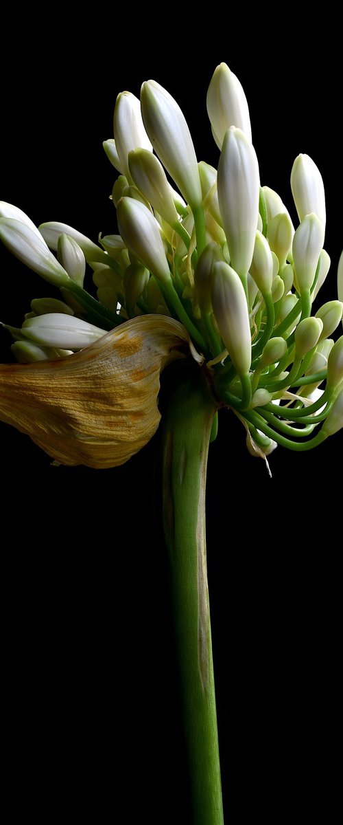 White Agapanthus by Nadia Culph