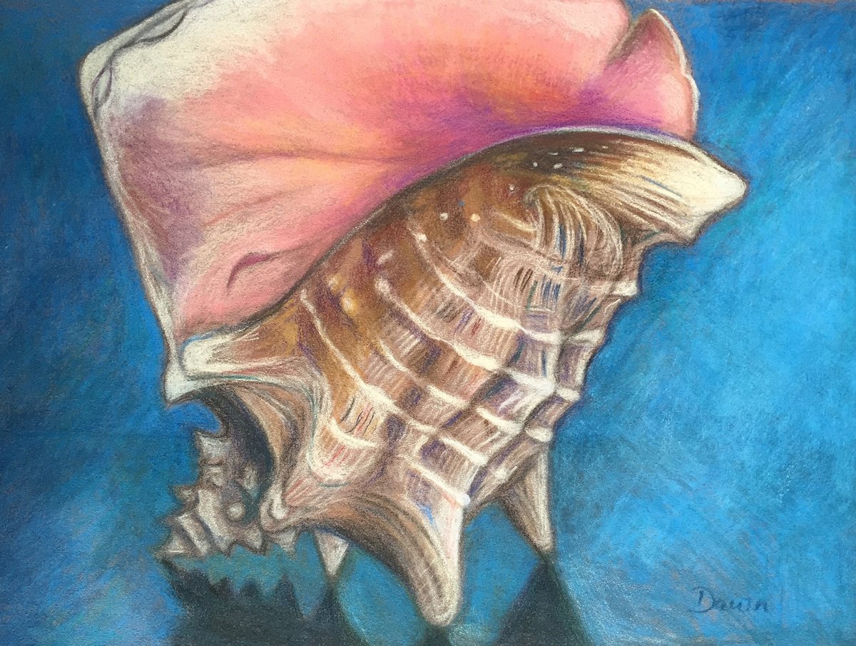 Queen Conch Shell by Dawn Rodger by Dawn Rodger