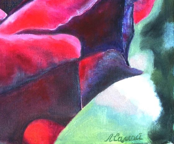 Burgundy Rose in Bloom