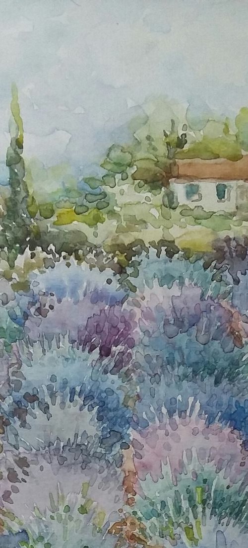 Lavender field by Elena Klyan