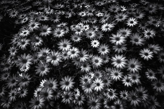 Osteospermum a cascade