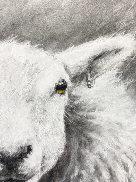 Sheep Study2