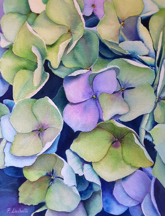 Hydrangea n.3