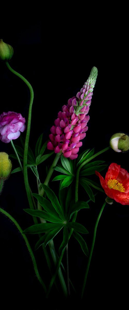 Composition with Lupin by Dianna Jazwinski