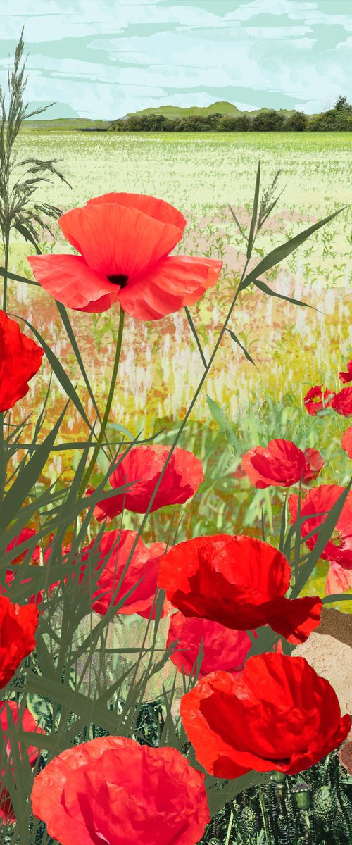 Poppies by Claire Gill