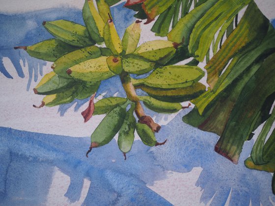 Banana palm shadow - original watercolor
