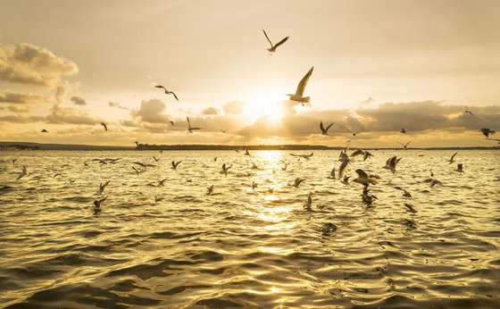 SEAGULL SUNSET