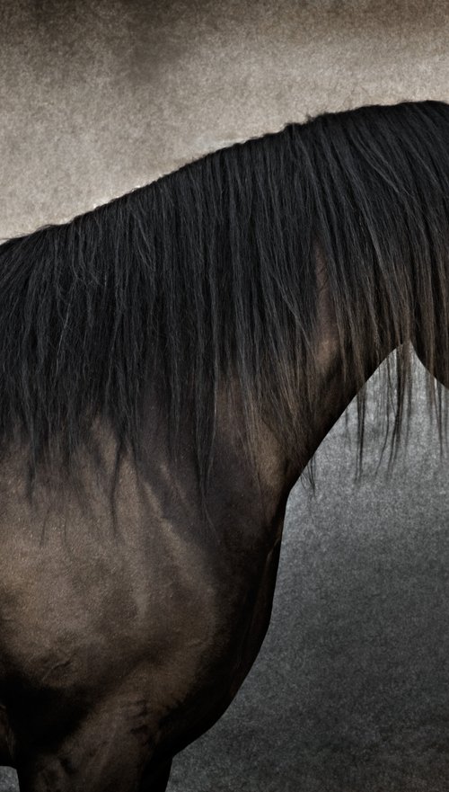 "Al-Bashir", black Arabian stallion by Tariq Dajani