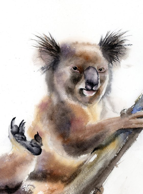Playful Koala