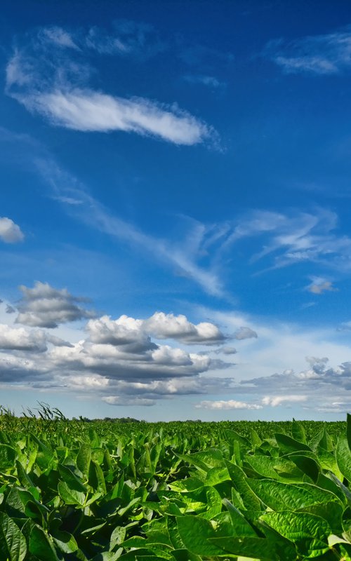 Soy Field by Emily Kent