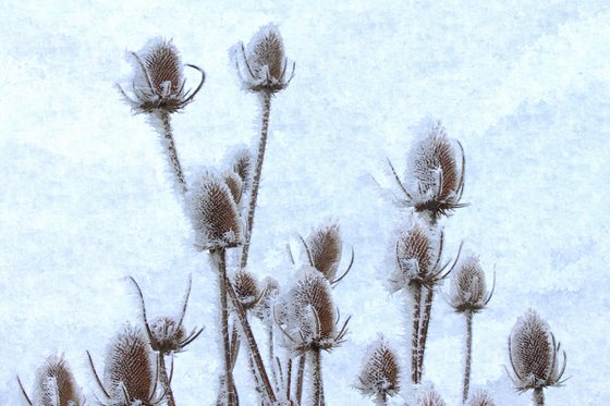 Ice Thistle