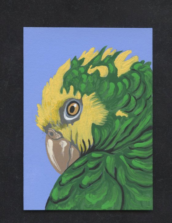 ACEO ATC Original Miniature Painting Yellow Head Amazon Parrot Pet Bird Art-Carla Smale