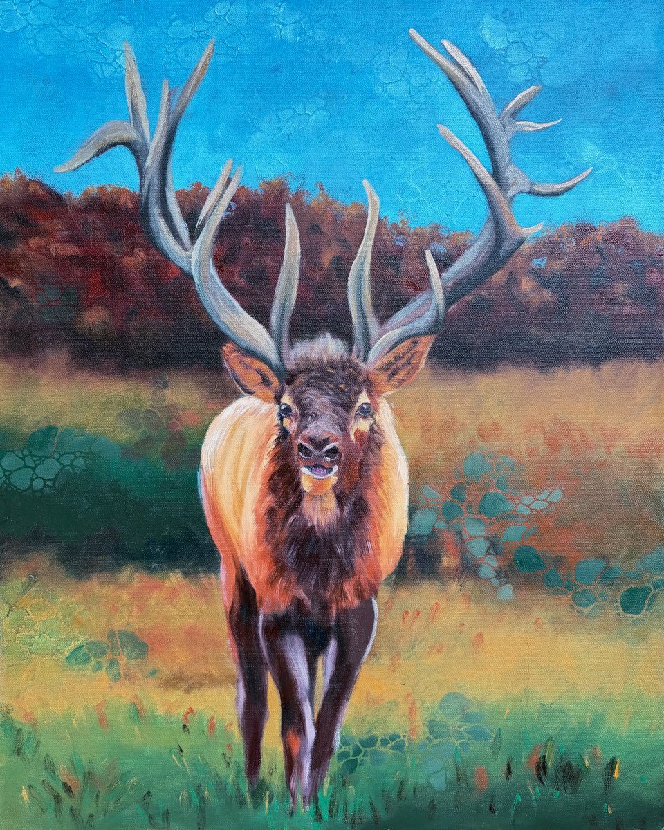 Elk In Rut By Rebeca Fuchs, 24 X 30, Artwork For Sale On Artfinder