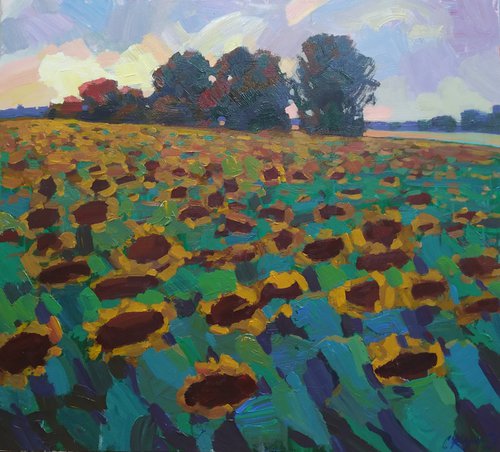 Evening. Sunflowers by Sergey  Kachin