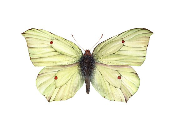 Common brimstone (Gonepteryx rhamni), male, ukrainian lemon butterfly