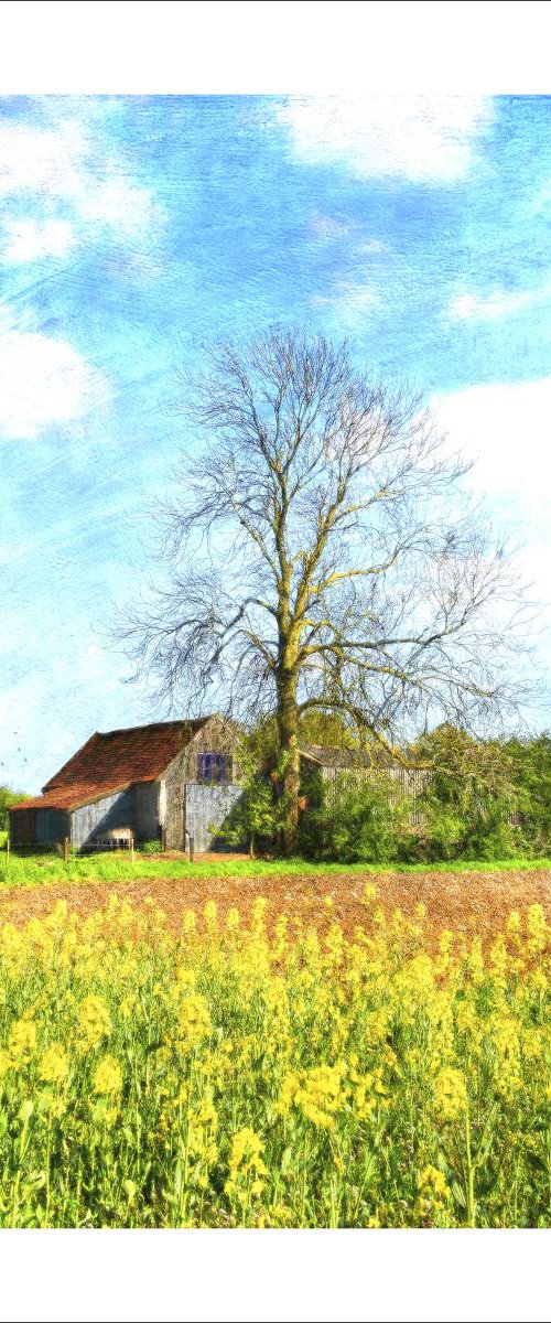 Rape seed and Barn by Martin  Fry