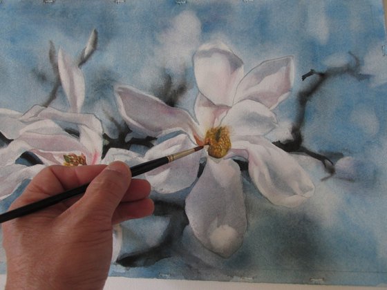 morning magnolia