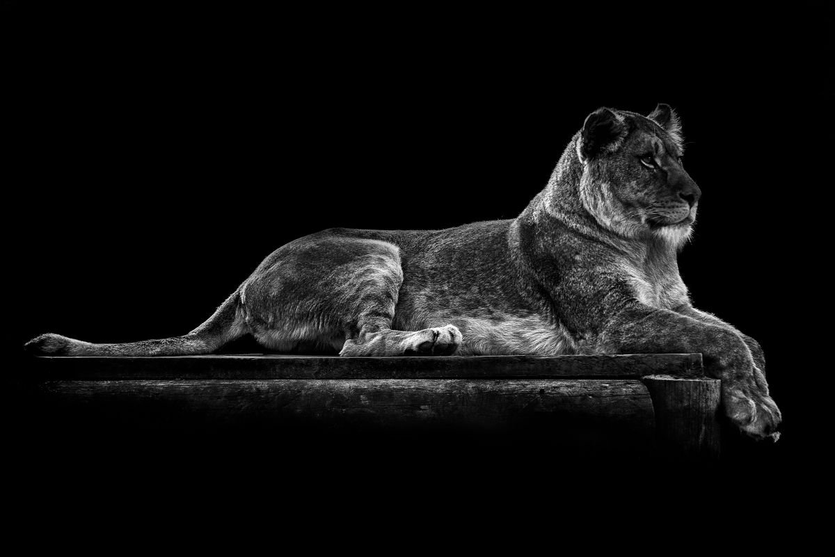 Photorealistic Photograph , Relaxing Lioness By Paul Nash, 24 X 16, Artwork For Sale On Artfinder