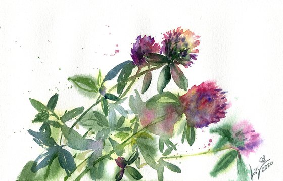 Watercolor sketch with clover flowers