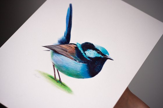 Superb Fairywren